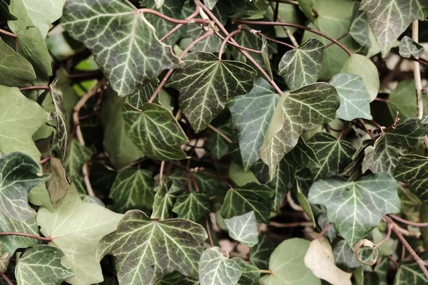 Gros Plan Feuilles Vertes Sur Une Branche — Photo