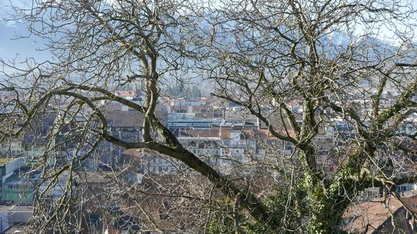 Thoune Schweiz Januar 2020 Eine Nahaufnahme Der Bäume Über Den — Stockfoto