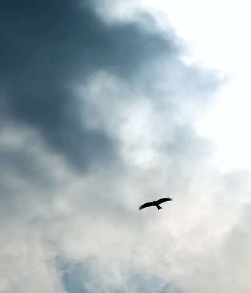 Low Angle Shot Bird Flying Gray Cloudy Sky — Stock Photo, Image