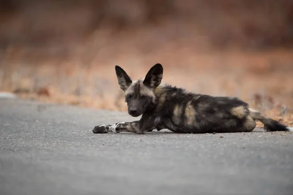 Cão Selvagem Africano Descansando Estrada Com Fundo Embaçado — Fotografia de Stock