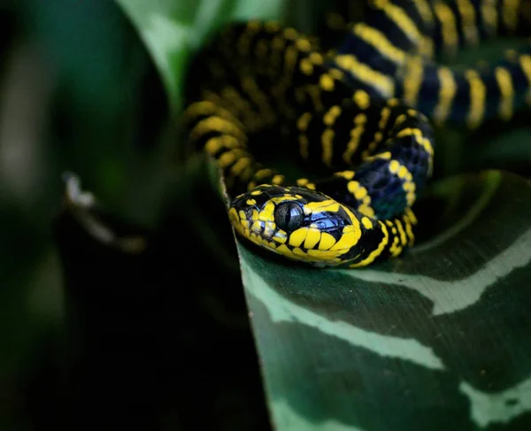 Enfoque Selectivo Una Hermosa Serpiente Androfilia Boiga Una Hoja Verde —  Fotos de Stock