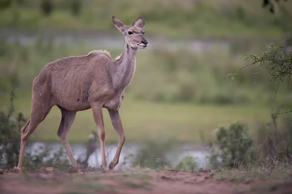 Een Eenzame Vrouwelijke Kudu Rennend Een Veld Met Een Wazige — Stockfoto
