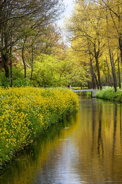 荷兰乡村的河流被黄花和树木环绕着 一派迷人的景象 — 图库照片