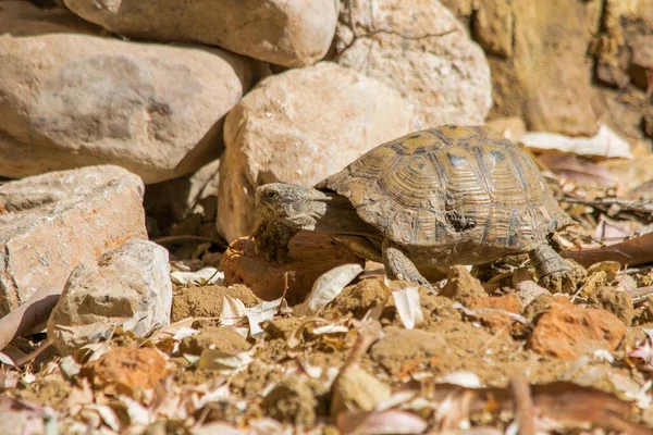 Una Hermosa Foto Una Tortuga Griega Caminando Por Suelo Con —  Fotos de Stock