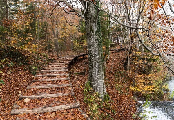A shot of stairs covered in red and yellow foliage in the Plitvice Lakes National Park in Croatia