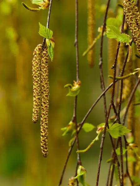 Une Prise Verticale Pousses Feuilles Sur Des Branches Minces — Photo