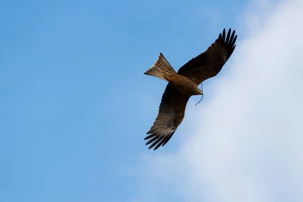 Tiro Ángulo Bajo Pájaro Volando Cielo Azul Nublado — Foto de Stock