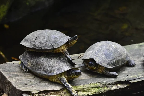 Een Close Van Drie Schildpadden Een Houten Ondergrond Met Een — Stockfoto