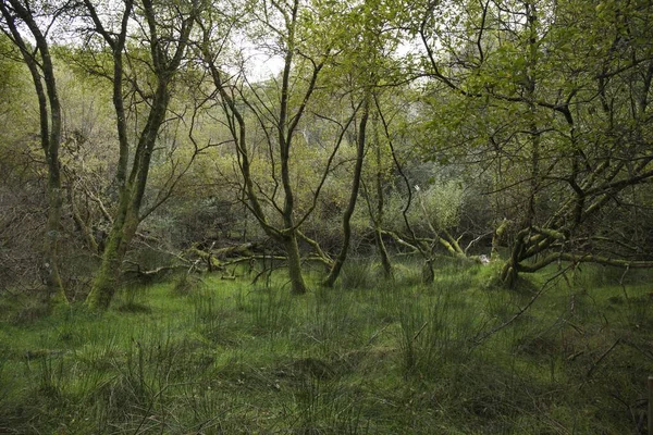 Vacker Bild Skog Med Grönt Gräs Och Massa Träd — Stockfoto