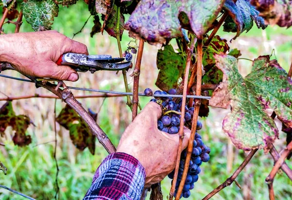 Tiro Close Uma Pessoa Com Mãos Enrugadas Cortando Monte Uvas — Fotografia de Stock