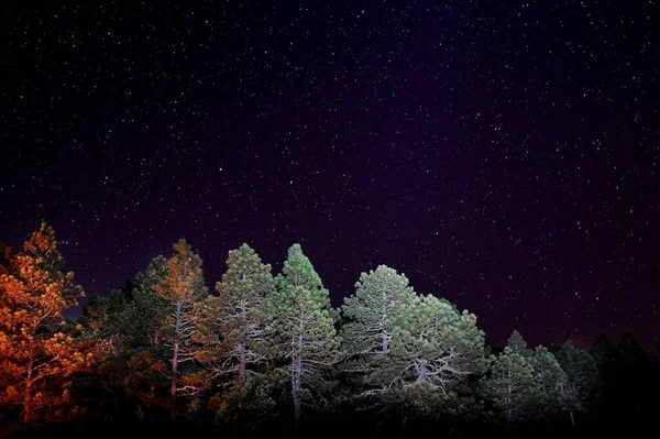 Egy Széles Szögű Kép Fák Egymás Mellett Sötét Alatt Éjszaka — Stock Fotó