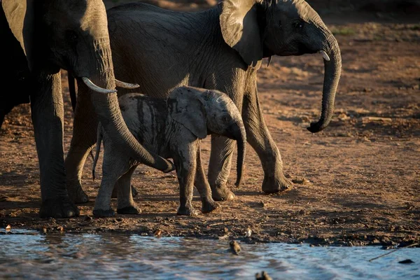 Primer Plano Elefante Bebé Caminando Junto Con Manada — Foto de Stock