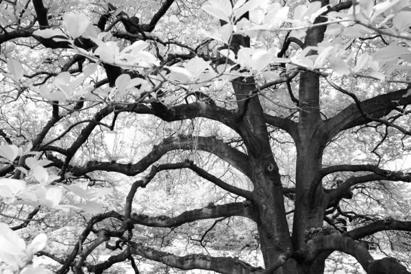 Primer Plano Escala Grises Árbol Magnolia Bajo Luz Del Sol —  Fotos de Stock