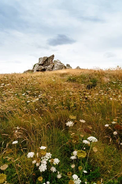 Tiro Vertical Vasto Prado Com Flores Campo Durante Dia — Fotografia de Stock