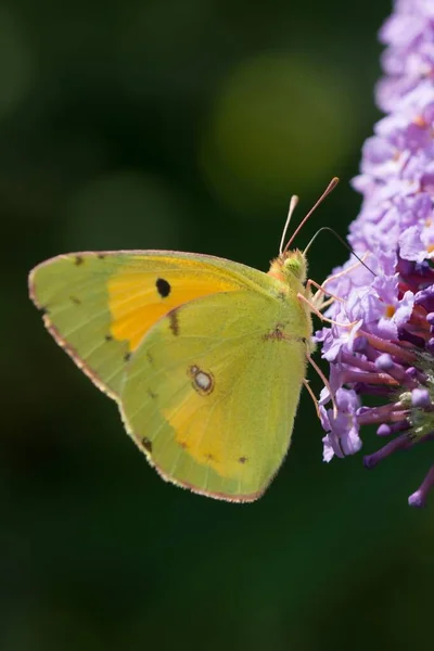 Pionowe Zbliżenie Strza Zielonego Motyla Lawendowym Kwiecie — Zdjęcie stockowe