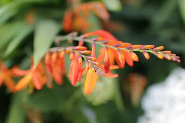 Primo Piano Bel Fiore Arancione — Foto Stock