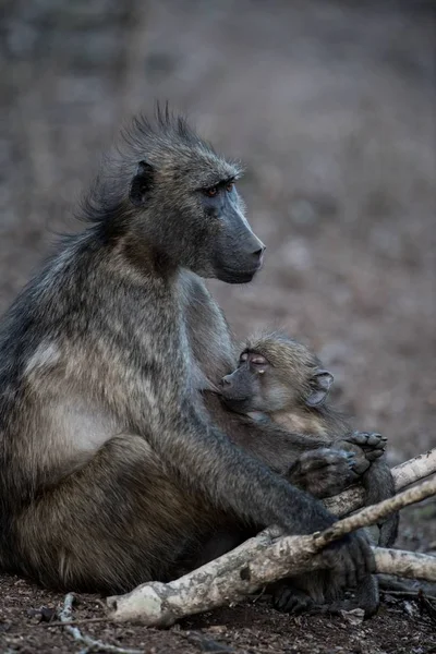 Tiro Perto Macaco Babuíno Mãe Abraçando Seu Bebê — Fotografia de Stock