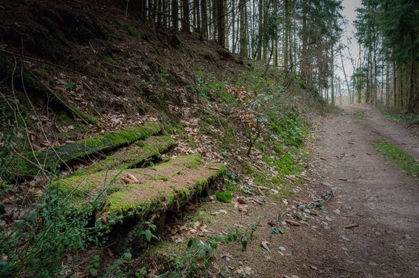Sentier Entouré Herbe Verte Forêt — Photo