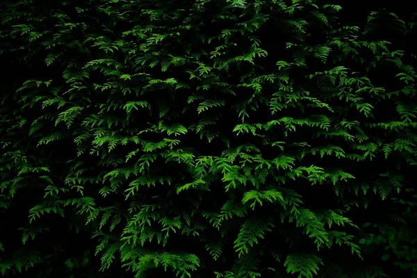 Крупным Планом Пышные Зеленые Листья Кипариса — стоковое фото