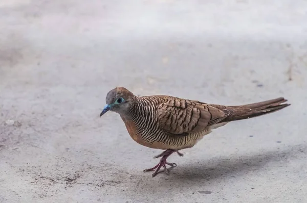 Gros Plan Pigeon Brun Marchant Sur Sol Béton Bangkok Asie — Photo