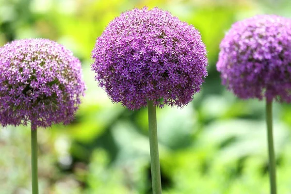 Beautiful Shot Purple Verbena Flowers Royal Botanical Gardens Summer — Stock Photo, Image