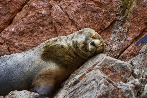 Closeup Shot Cute Sea Lion Lying Rocks — Stock Photo, Image