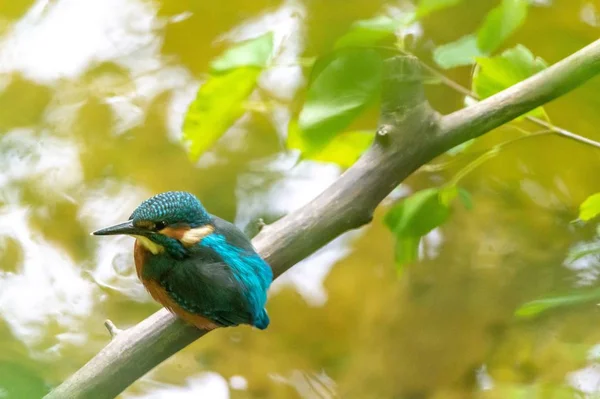 Arka Planda Bulanık Bir Ağaç Dalında Güzel Bir Kingfisher Kuşunun — Stok fotoğraf