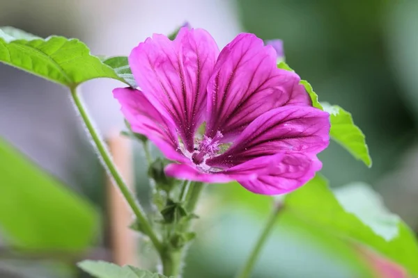 Primer Plano Una Hermosa Flor Malva Con Fondo Borroso —  Fotos de Stock