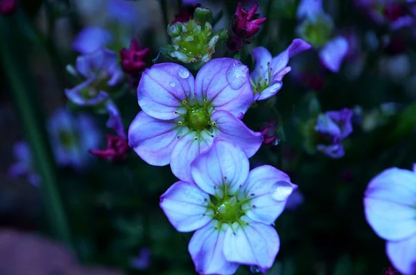 Une Mise Point Sélective Géraniums Violets Blancs — Photo
