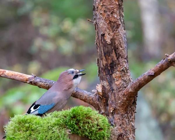 A Eurasian jay bird eating seeds near a tree on a blurred background
