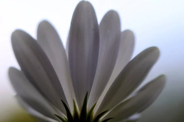 Zbliżenie Ujęcie Białego Kwiatu Zamazanym Tłem — Zdjęcie stockowe