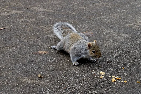 Beautiful Shot Cute Squirrel Portion Food Ground — Stock Photo, Image