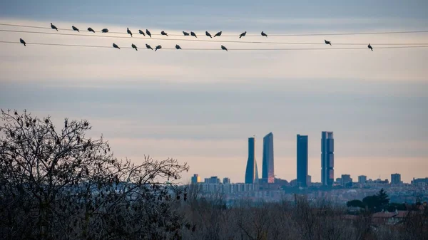 Una Foto Los Cuatro Rascacielos Ciudad Madrid Con Algunas Aves —  Fotos de Stock