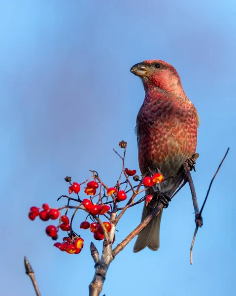 一张特写照片 是一只红色的十字嘴鸟 它吃着栖息在树上的树莓 — 图库照片