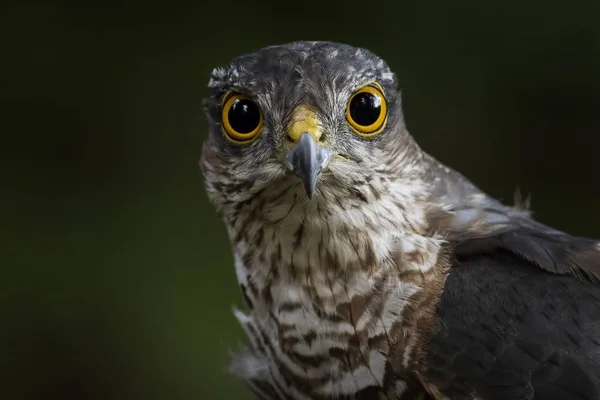 Closeup Shot Owl Yellow Eyes Staring Camera Blurred Background — Stock Photo, Image