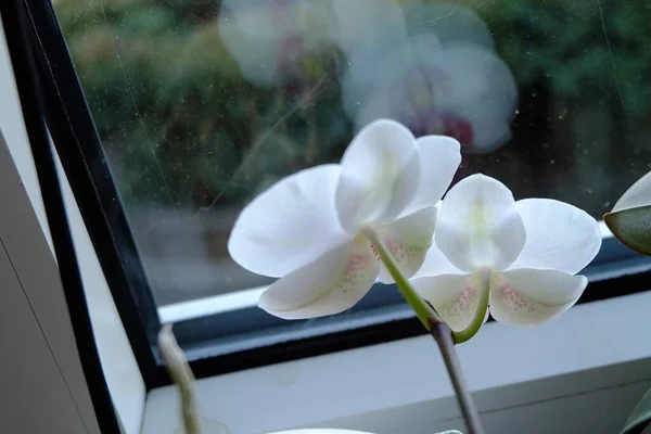 Foto Cierre Flores Blancas Sobre Una Ventana Cristal Con Fondo —  Fotos de Stock