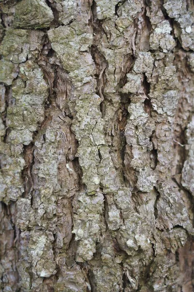 一张松树树干的特写照片 — 图库照片