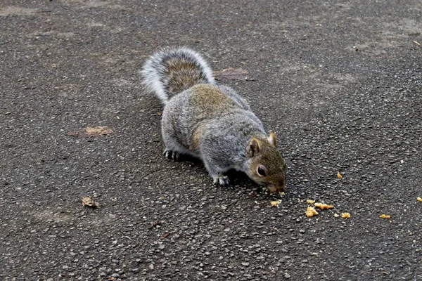 一只可爱的松鼠拍了一张漂亮的照片 就能闻到地面上食物的味道 — 图库照片