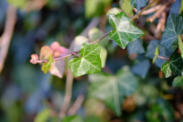 Een Close Shot Van Een Plant Met Groene Bladeren Een — Stockfoto