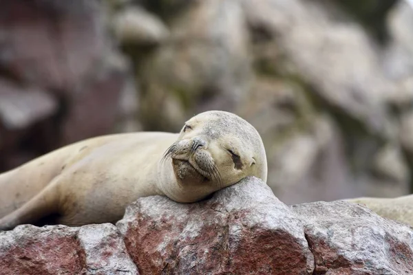 Closeup Shot Cute Sea Lion Lying Rocks — Stock Photo, Image