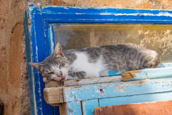 Gato Gris Durmiendo Viejo Mostrador Una Casa Demolida — Foto de Stock