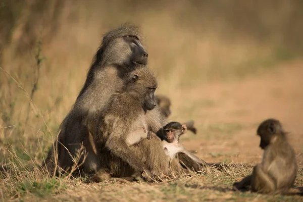 Uma Bela Foto Uma Família Macacos Babuínos — Fotografia de Stock