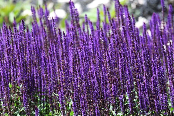 Een Prachtig Shot Van Lavendelbloemen Koninklijke Botanische Tuinen Zomer — Stockfoto