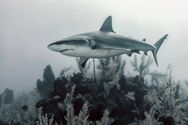 一只危险的鲨鱼在水底游得很深的特写 — 图库照片