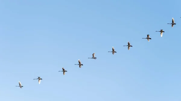 Tiro Ângulo Baixo Bando Pássaros Voando Sob Céu Azul Claro — Fotografia de Stock