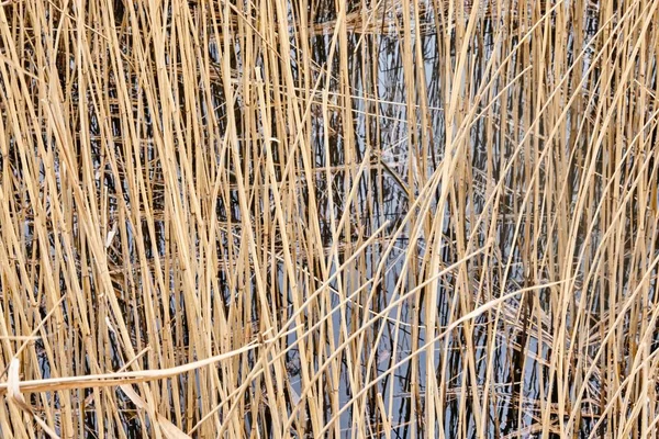 Detailní Záběr Větví Slámy Rostoucích Poblíž Jezera — Stock fotografie
