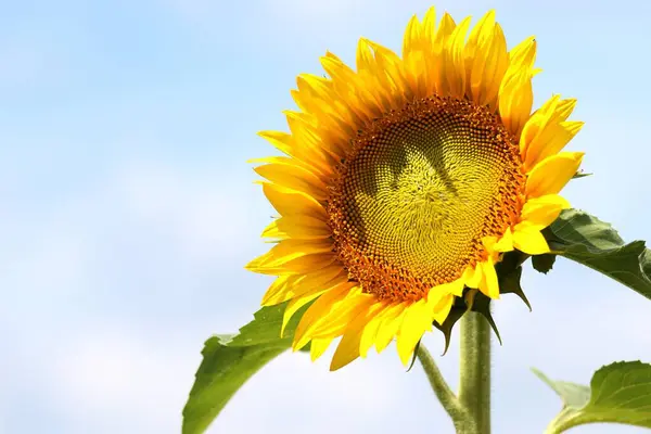 Bel Colpo Girasole Nel Campo Con Cielo Blu Sullo Sfondo — Foto Stock