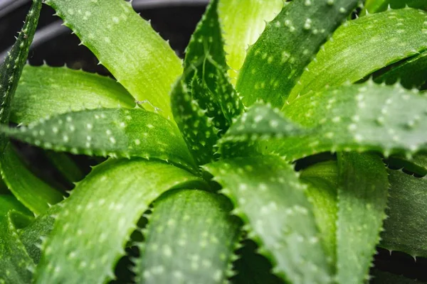 Närbild Aloe Växt Solljuset — Stockfoto