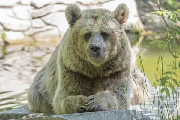 池の近くには可愛いクマが座っています — ストック写真