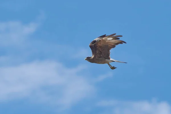 Mavi Gökyüzünde Uçan Bir Şahinin Alçak Açılı Görüntüsü — Stok fotoğraf